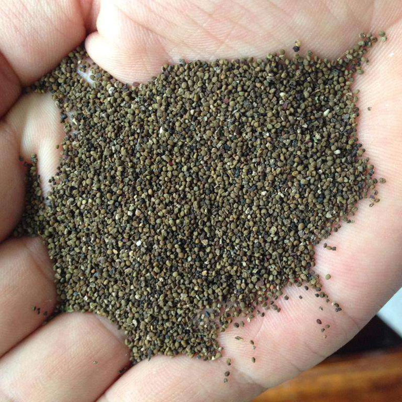 梦族园林mengzuyuanlin太阳花种子半枝莲大花马齿苋四季播种盆栽耐热