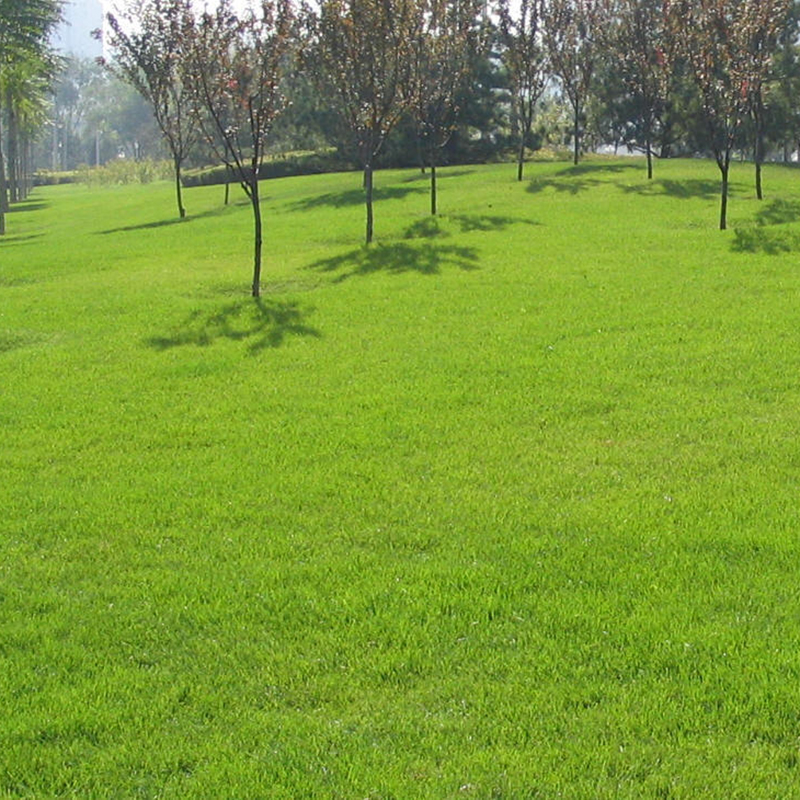 结缕草进口暖季型草坪种子日本结缕草种子耐旱耐热性极强抗寒耐盐碱