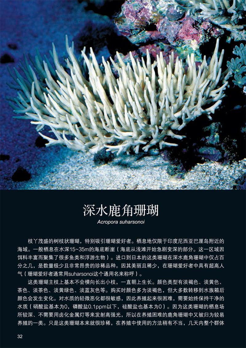 世界珊瑚图鉴:300幅珊瑚鉴赏图典