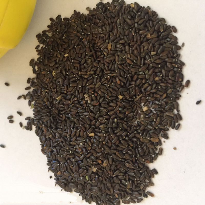 梦族园林mengzuyuanlin苦荬菜种子多年生牧草猪牛羊鸡鸭鹅苦麻菜苦