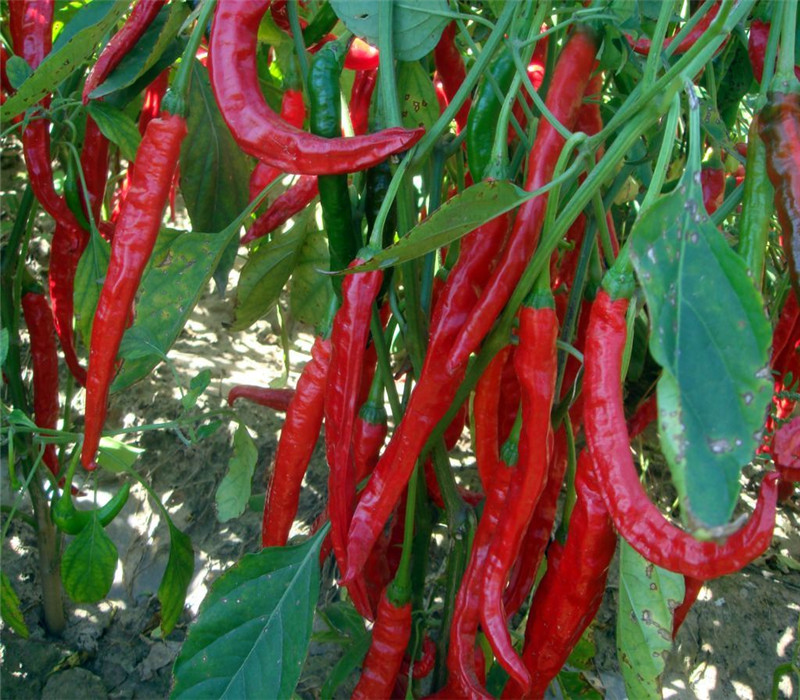 农民老史 改良新羊角椒辣椒种子 中早熟青椒熟后变红辣味浓