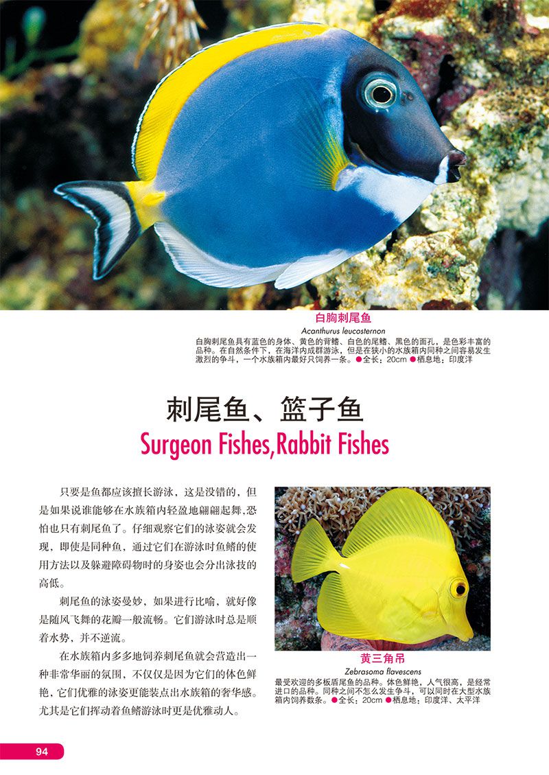 世界海水鱼图鉴:600种海水鱼饲养与鉴赏图典