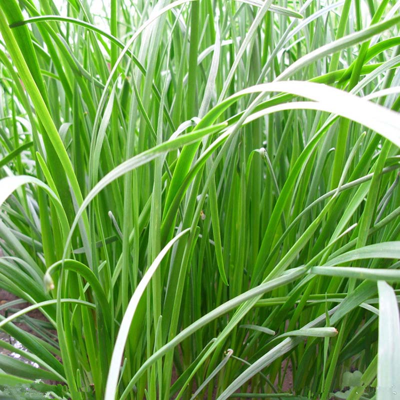 东北,华北,华中,华东,华南,西南,西北国别:进口种类:牧草适播季节:春