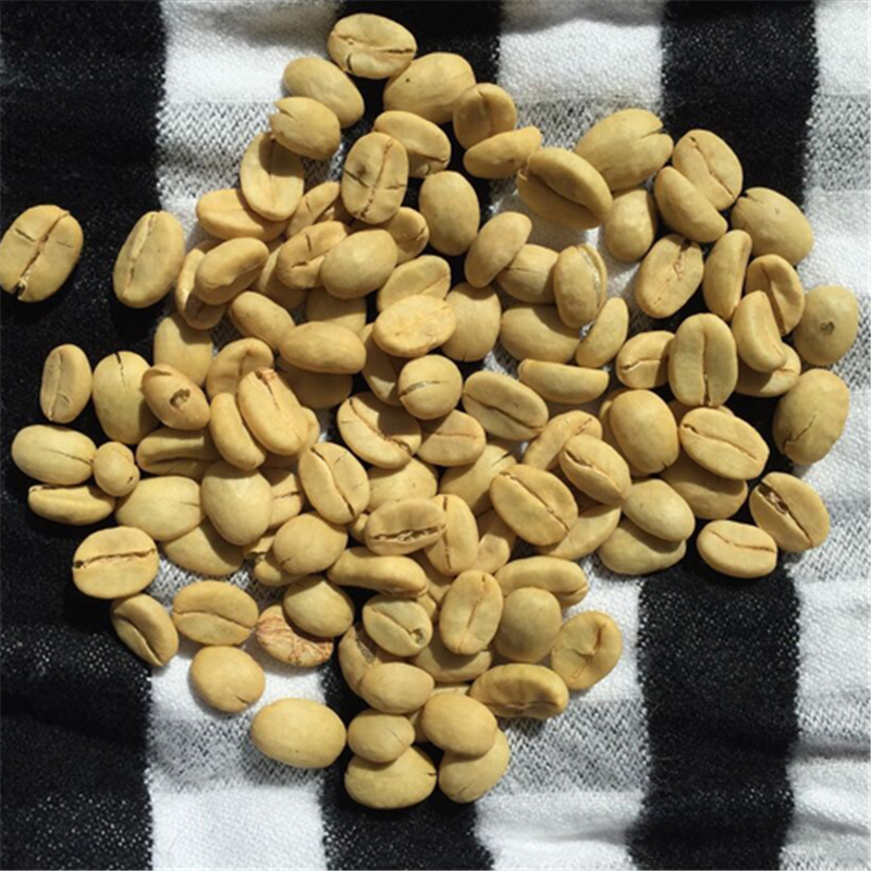 咖啡豆咖啡树种子种子盆栽花卉林木种子 半斤