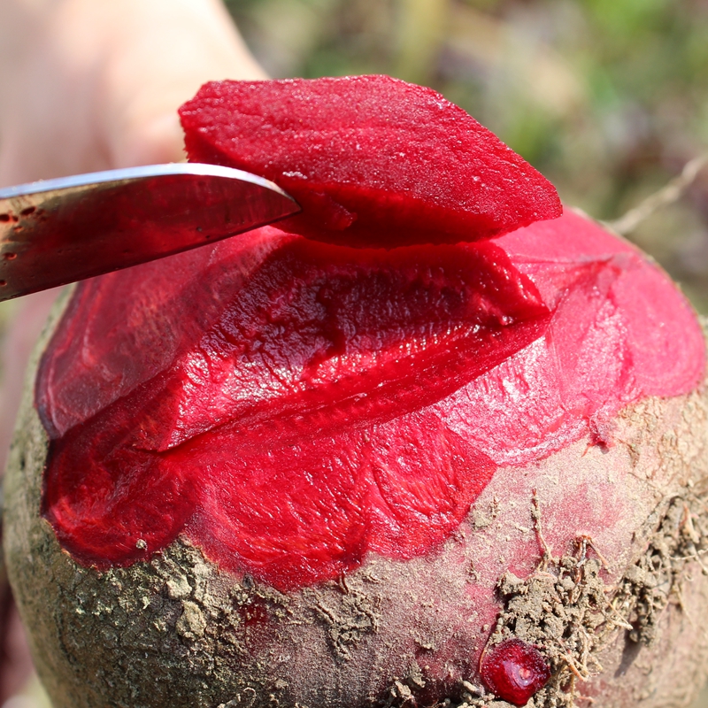 5斤装甜菜根红菜头新鲜蔬菜红心甜菜头萝卜萝卜生鲜紫菜头