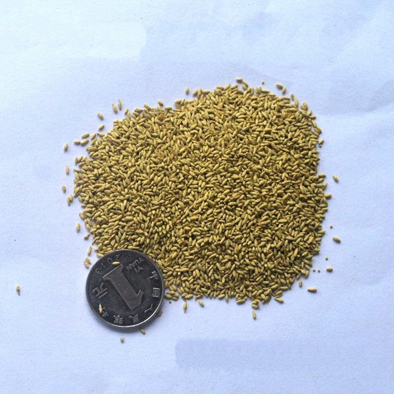 梦族园林mengzuyuanlin包衣早熟禾种子净种早熟禾草坪种子别称小青草