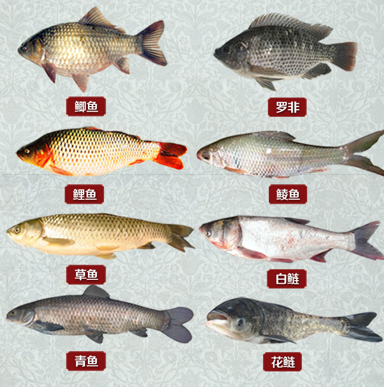 本汀(benting) 阿魏钓鱼小药中药酒垂钓用品夏季鲤鱼鲫鱼饵料野钓黑坑