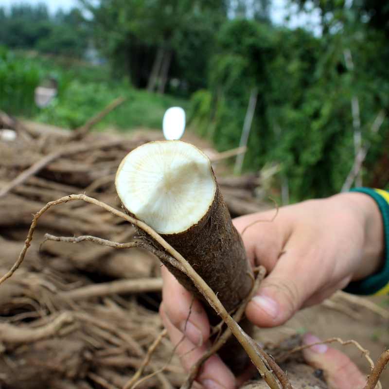 博多客新鲜牛蒡5斤装徐州黄金色牛蒡山东苍山台湾根正品蔬菜牛旁牛蒡