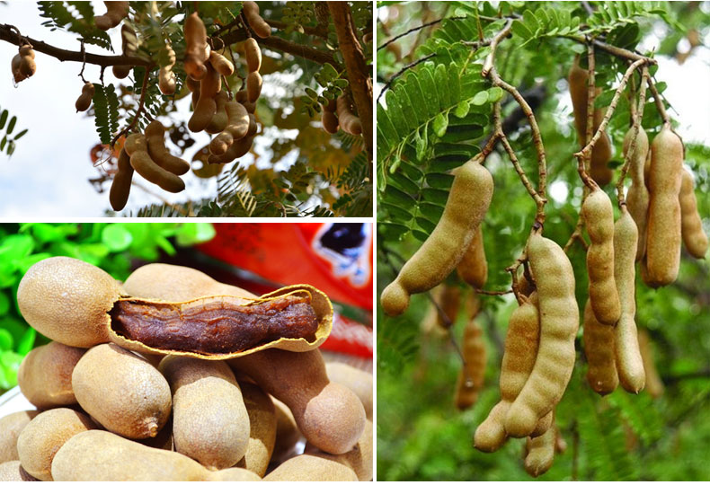 清竹林甜酸角果360g/100g甜角果孕妇食品零食小吃干果云南特产 甜角