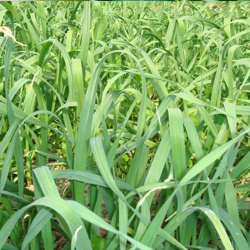 纳格兰蔬菜种子青蒜韭葱种子扁叶葱洋蒜苗