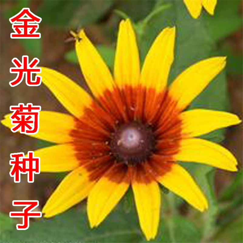 金光菊种子庭院阳台盆栽种植种子观花种子 250g