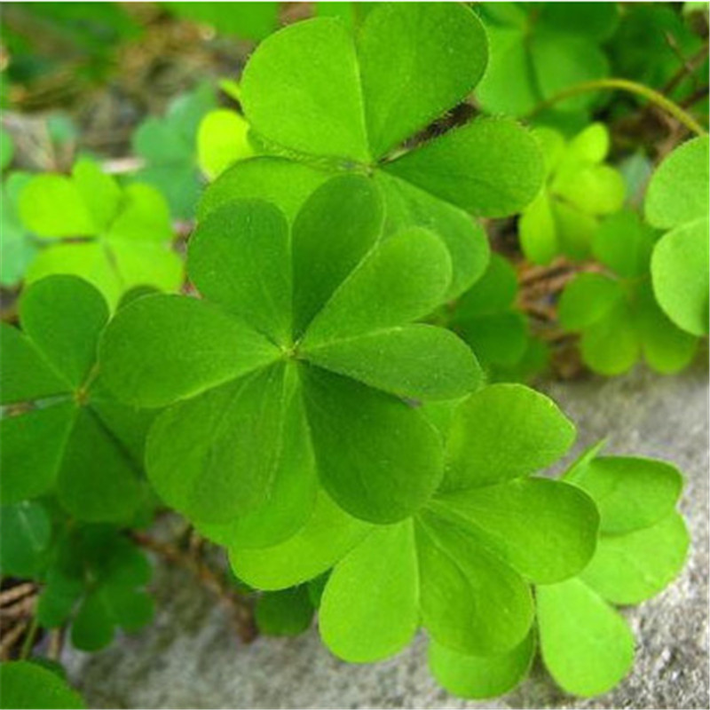 四叶草种子幸运草种子花种子盆栽植物卉室内花草 四叶幸运草 半斤