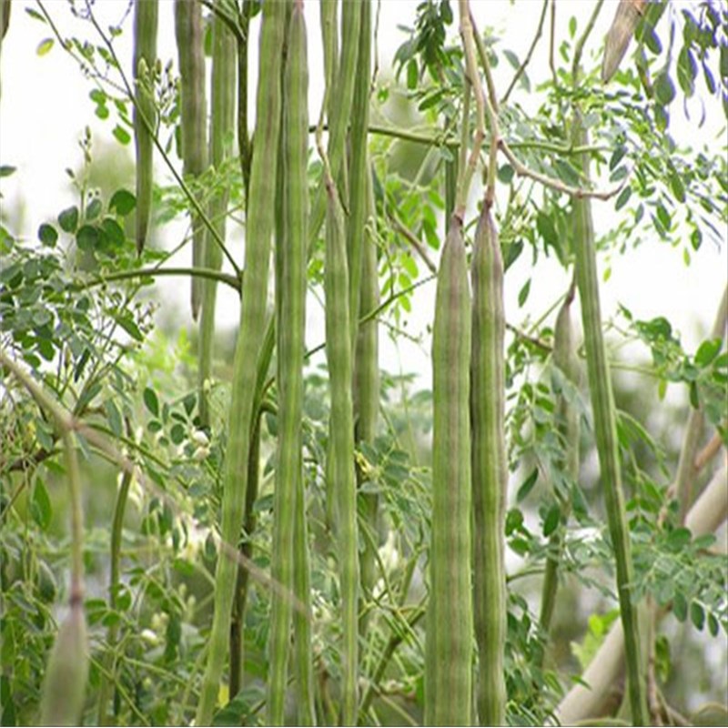帅轩 辣木树苗 印度辣木种子南方北方种植辣木苗 辣木树苗 籽辣木籽树