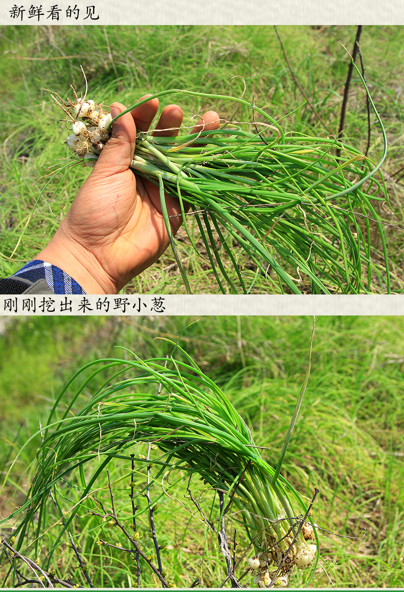 湖北特产现挖野韭菜 野小葱 野山蒜野蒜夏蒜小蒜 沙葱 4斤装包邮