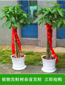 室内大型绿色植物 乔迁之喜 开业大吉 送