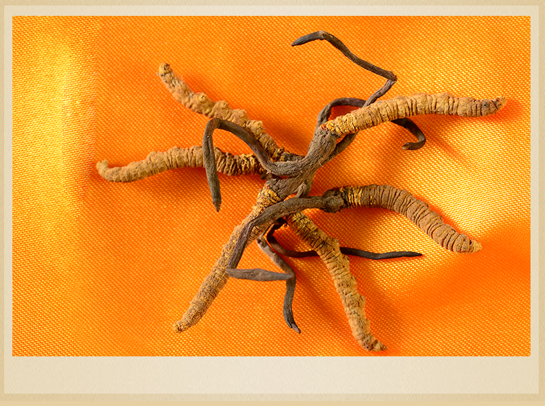 香港位元堂 冬虫夏草 西藏那曲虫草1g