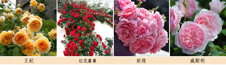 藤本月季品种大全图解名称