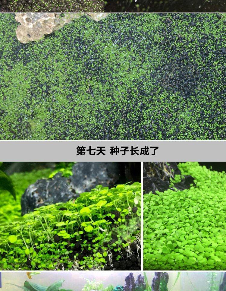 水草种子速成草缸草皮前景草矮珍珠牛毛草种子碧水水草活体鱼缸水草