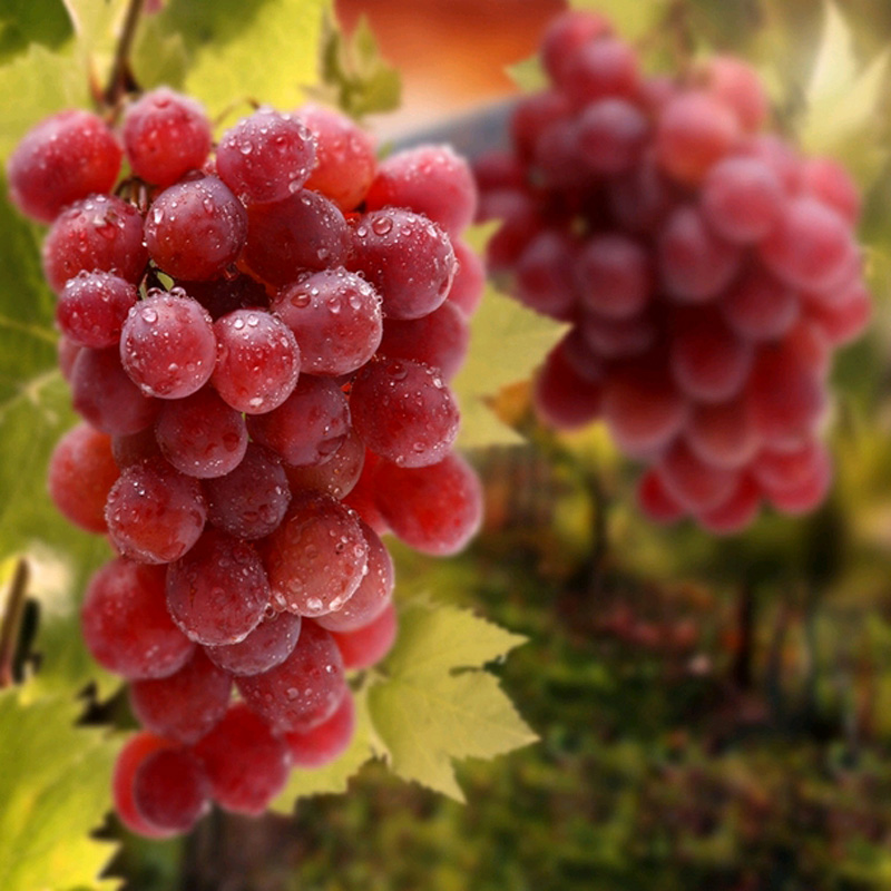 红珍珠葡萄 1kg 新鲜 sg_现价-1元