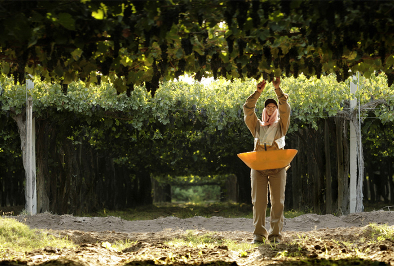 阿根廷琳达庄园干红葡萄酒 finca la linda原瓶进