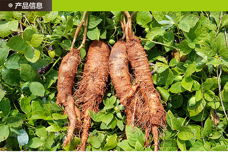 国峰参业野生新鲜北沙参长白山胡萝卜山地瓜东北特产沙参250克