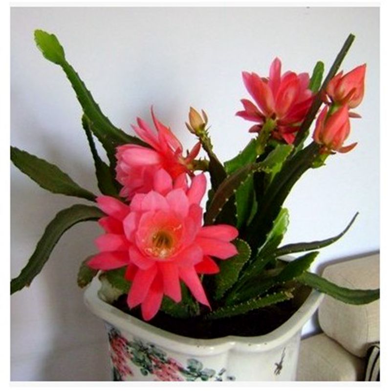 花络阁令箭荷花嫁接苗盆栽花卉室内绿植多肉植物h1