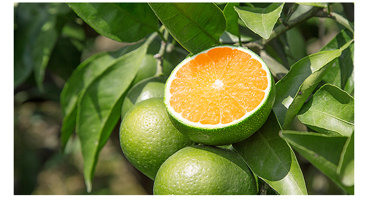 湖北宜昌 新鲜青蜜桔薄皮橘子 早熟酸甜青桔子 孕妇水果应季时令柑桔