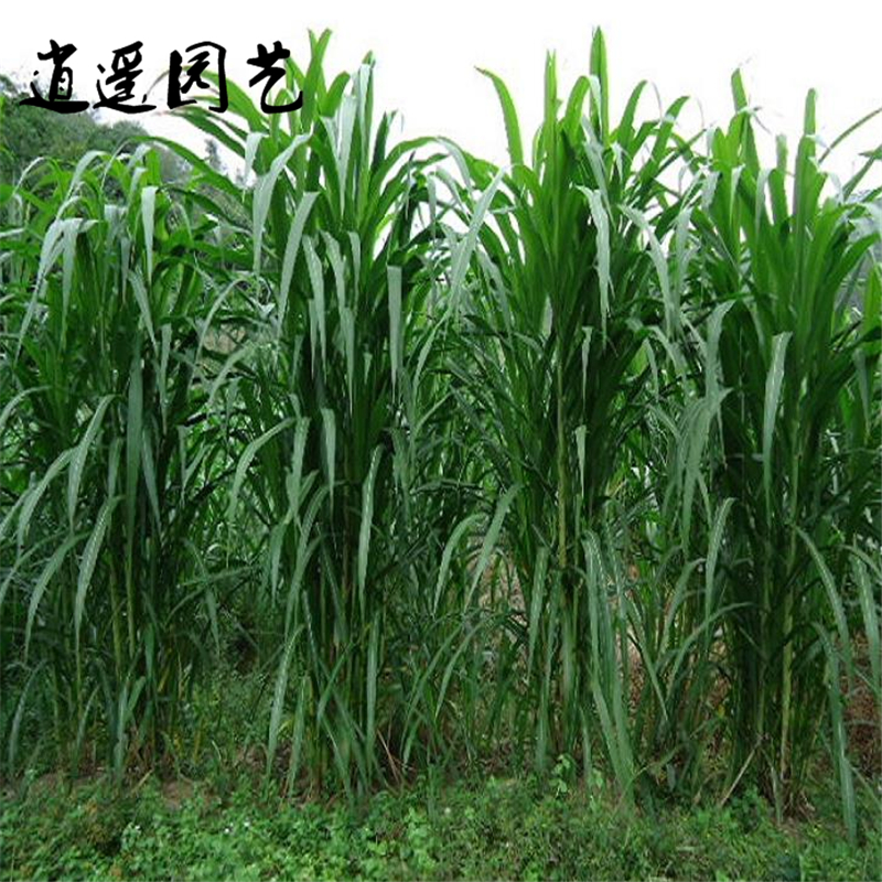 逍遥皇竹草 牧草 新型皇竹草 种苗 饲养草 牧草种子 根节 根节苗100个