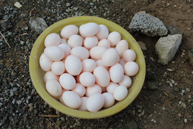 顺丰发货30枚鸽子蛋农家土鸽蛋新鲜白鸽蛋信鸽营养辅食三十枚
