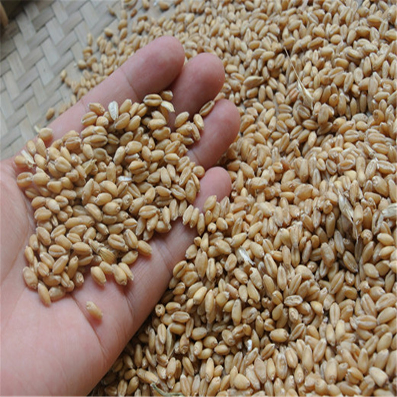 小麦草种子芽苗菜批发小麦种子有机麦苗种子芽菜蔬菜无土水培5斤小麦
