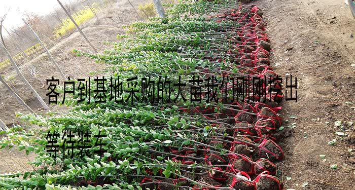 风景树苗在哪里可以出售呢
