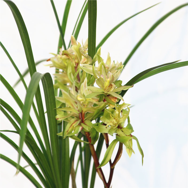 阿嬷(amo) 兰花苗 春兰 大唐盛世 莲瓣兰奇花牡丹 办公室内花卉绿植