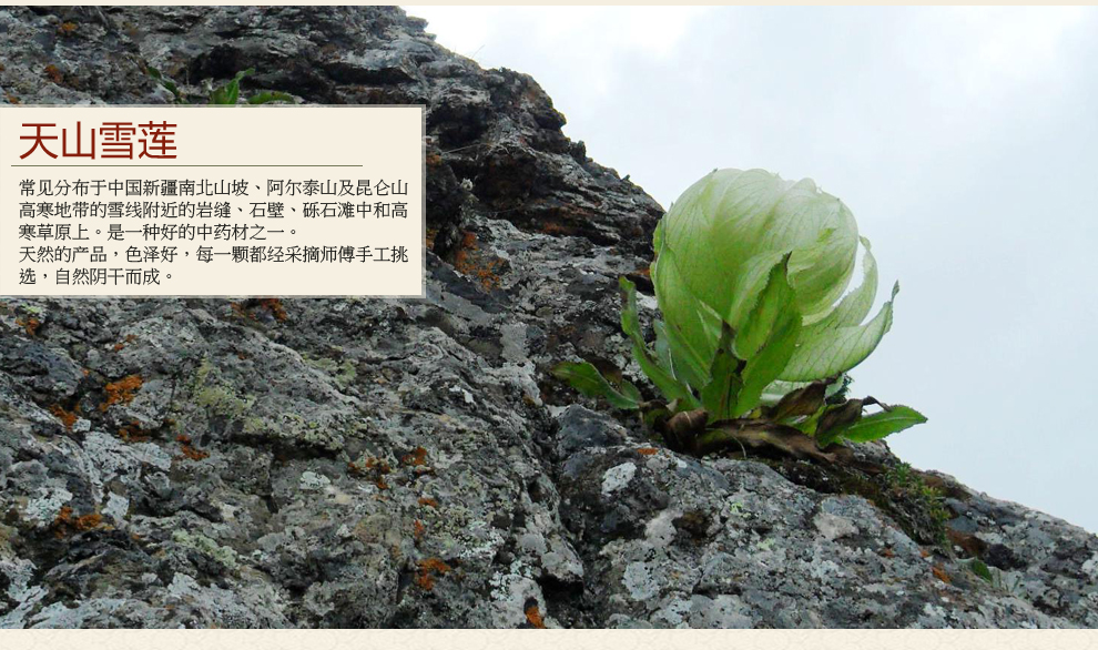 福曦堂 雪莲花 天山雪莲花 30 朵 雪莲花10-15克【图片 价格 品牌