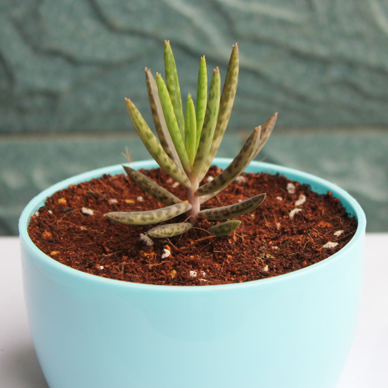 花络阁 蕾丝 宽叶不死鸟锦多肉植物组合盆栽办公室内植物绿植创意花卉