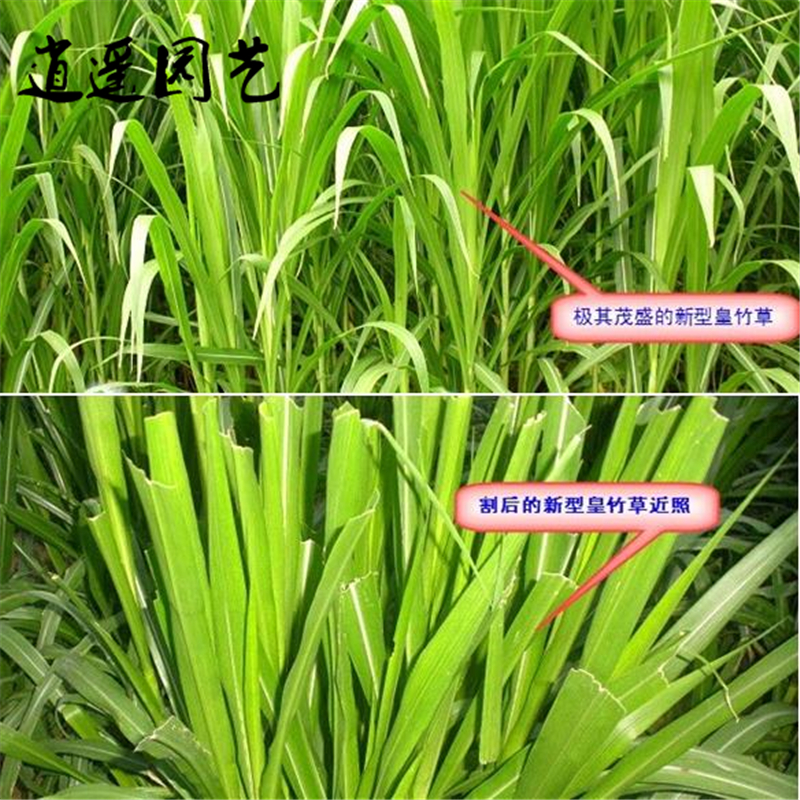 逍遥皇竹草 牧草 新型皇竹草 种苗 饲养草 牧草种子 根节 根节苗100个