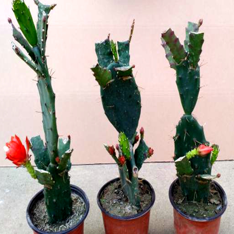 花络阁令箭荷花嫁接苗盆栽花卉室内绿植多肉植物h1