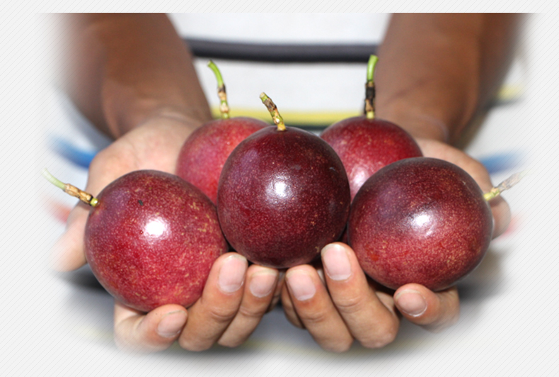 纯香果 广西现摘百香果西番莲鸡蛋果 大果22个装 单果50-80g