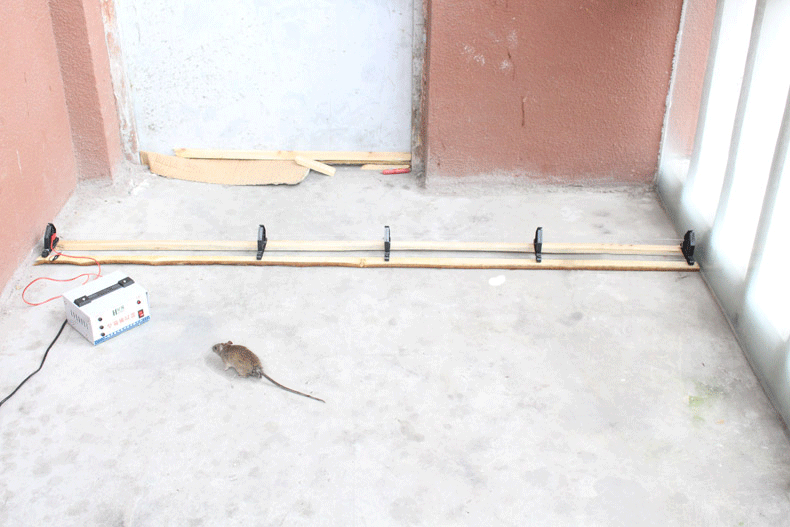 皇猫捕鼠器高压灭鼠器家用电子猫驱鼠器电猫扑鼠神器电鼠大功率