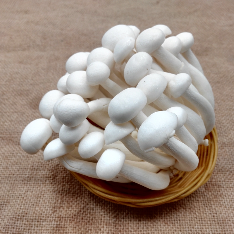 散装白玉菇 4斤/包