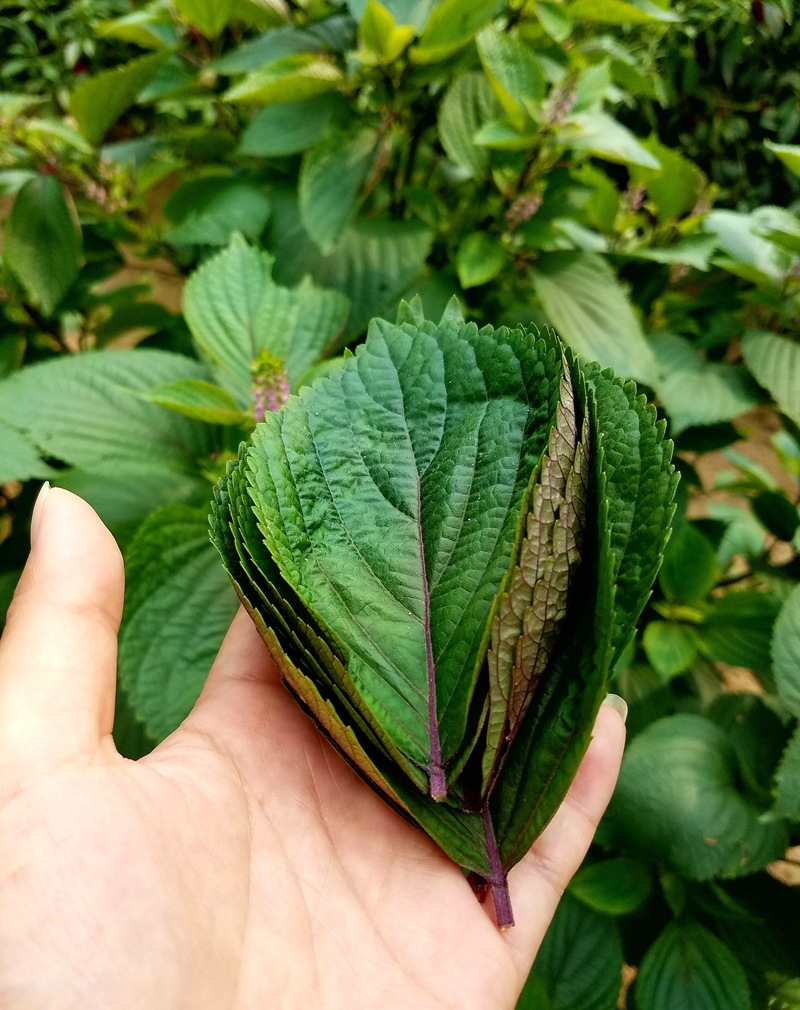 博多客紫苏叶大叶100克约40片苏子叶新鲜蔬菜香料茶干日天料理寿司叶