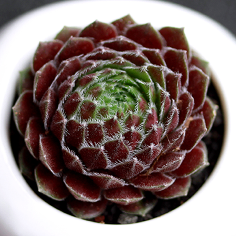 贵货多肉 肉肉植物 办公室内创意花卉绿植盆栽 蓝云杉