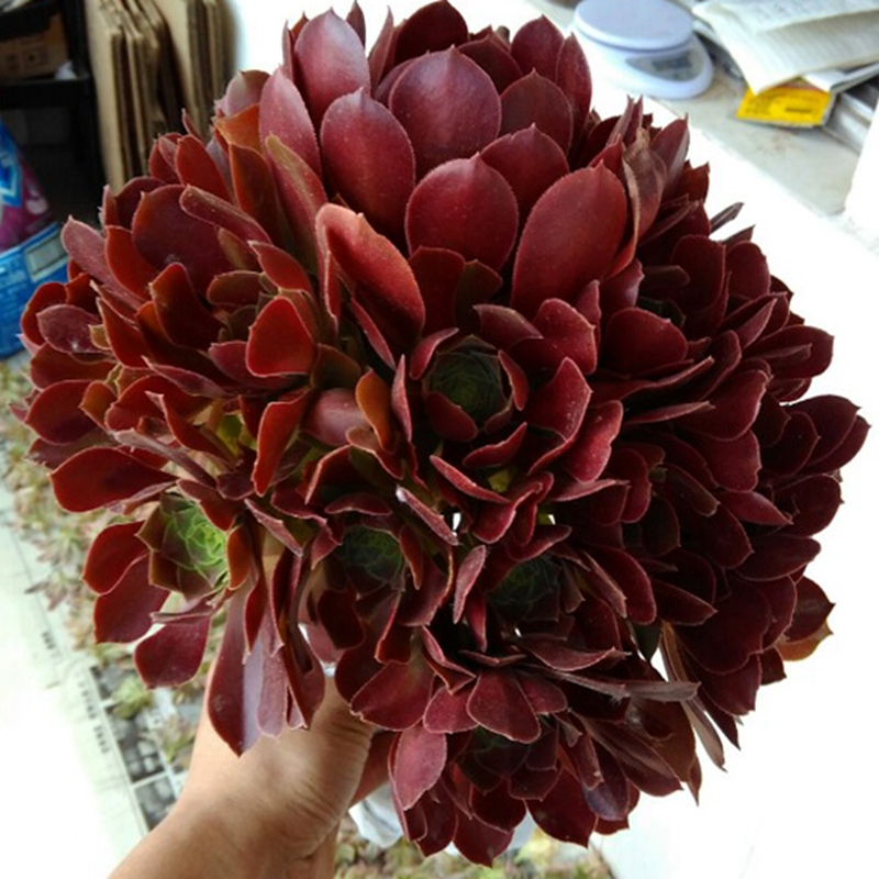 黑法师 红法师 灿烂 法师锦 艳日辉 爱染锦 绿茶 绿羊绒 圆叶黑法师