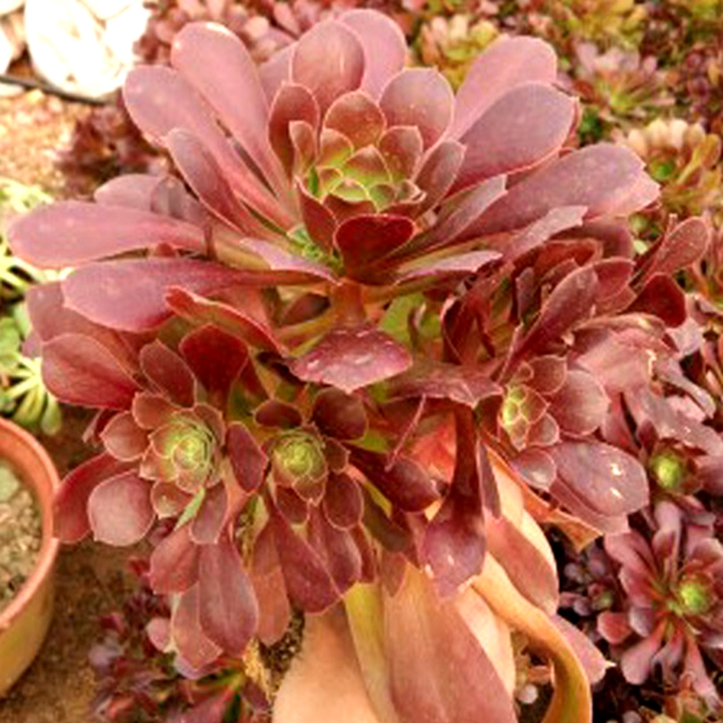 黑法师 红法师 灿烂 法师锦 艳日辉 爱染锦 绿茶 绿羊绒 圆叶黑法师