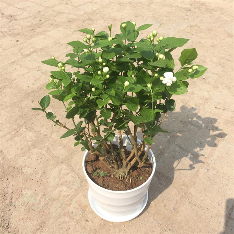玖枝苑 重瓣白茉莉花苗 盆景阳台花卉盆栽室内庭院花卉绿植 1盆多棵