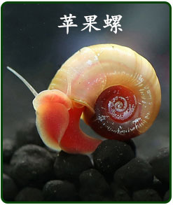 野外捕捞 热带鱼观赏鱼淡水鱼活体 普叉斗鱼活