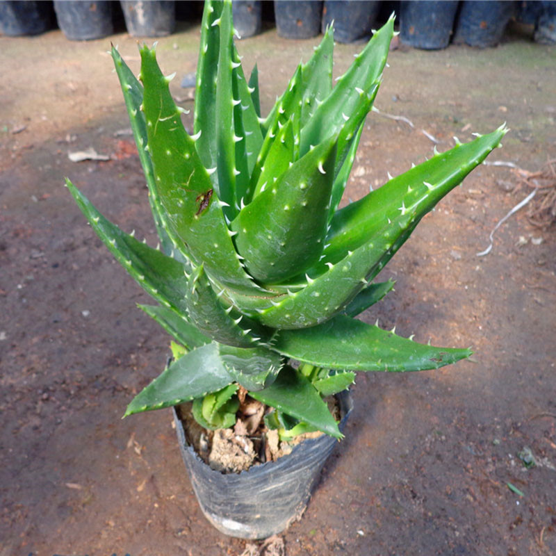 玖枝苑不夜城芦荟盆栽多肉植物室内芦荟盆栽植物中苗68厘米
