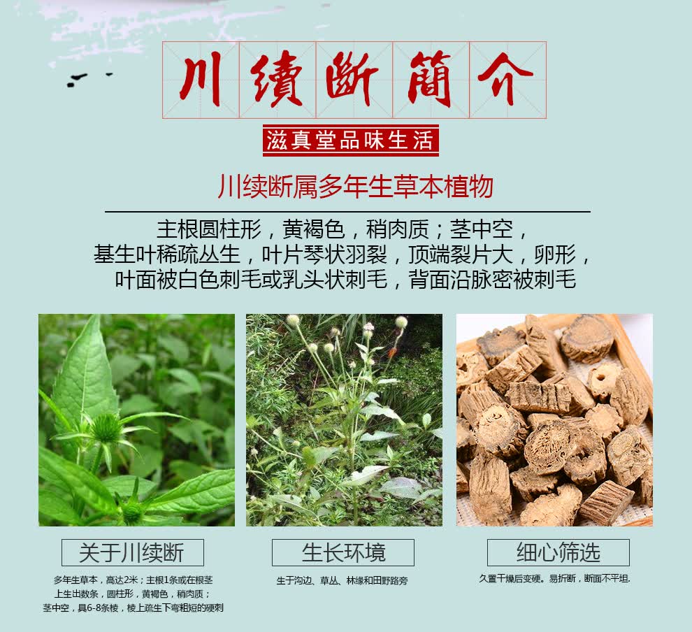 滋真堂 续断 川断川续断生续断川断肉龙豆属折接骨南草续断肉 续断250