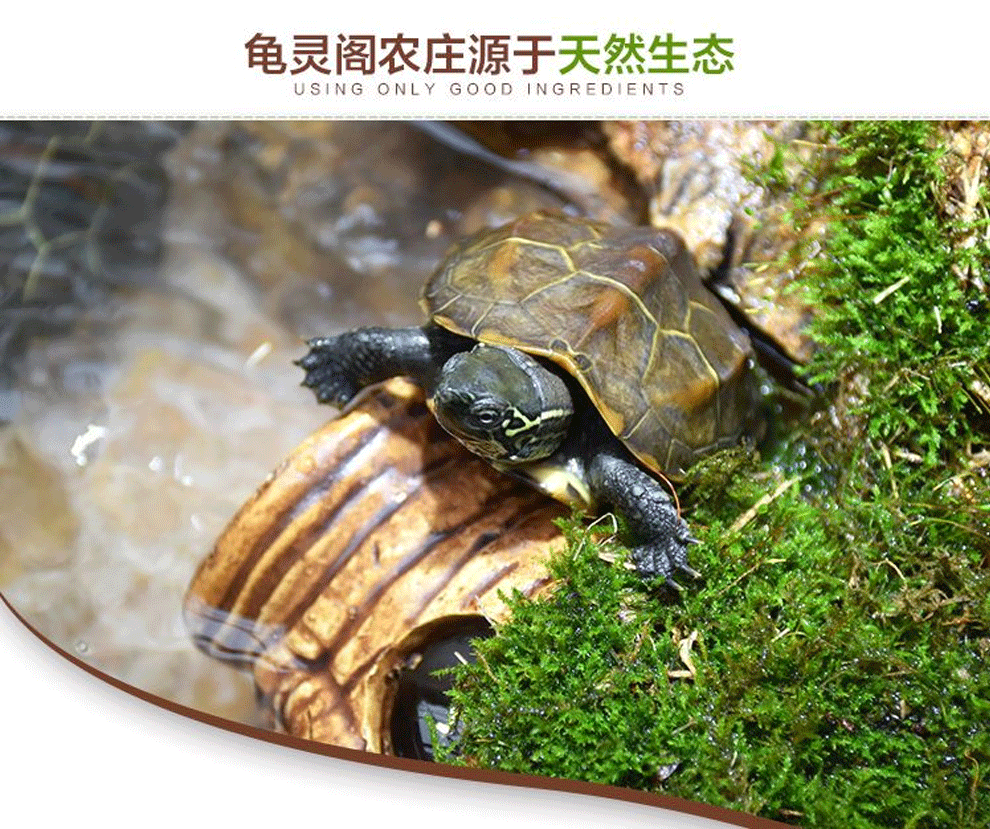 易萌中华草龟小乌龟活体外塘草龟长寿龟宠物水龟金线龟活物龟810cm四