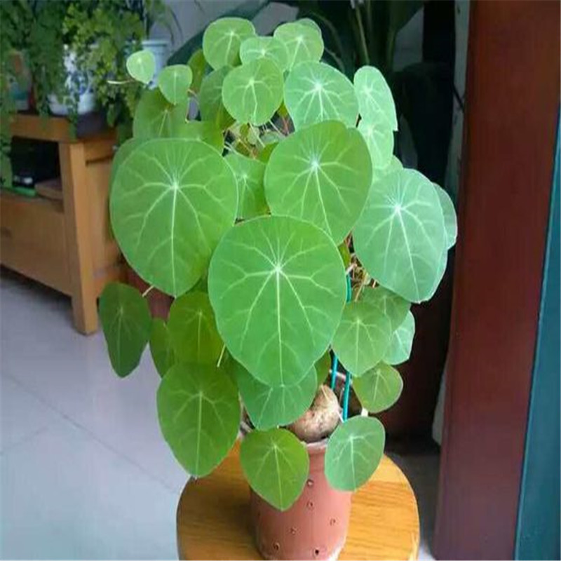 招财龟14厘米       特大球16-18厘米左右  超