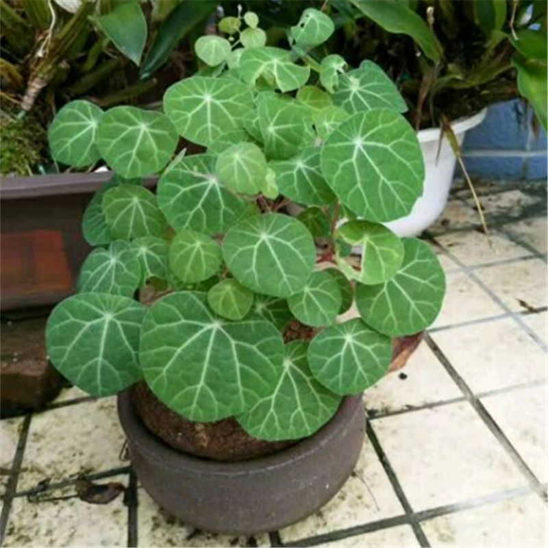 招财龟14厘米       特大球16-18厘米左右  超